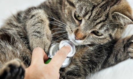 How Does Pet Insurance Work and What Are the Costs?