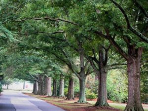 Charlotte street trees