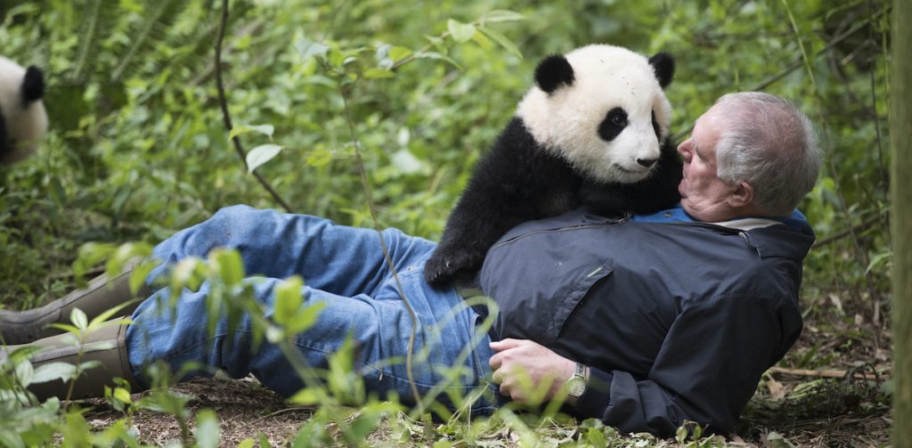 ‘Pandas’ IMAX Documentary Begins March 30 at Discovery Place Science
