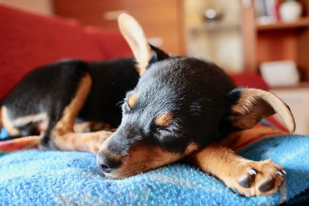 Most Popular Dog Breeds in Charlotte Identified in Rover.com Survey