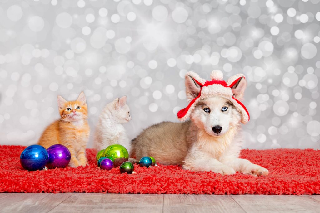How To Keep Your Pets Safe During the Holidays
