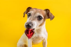No Candy for pets