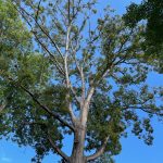 Charlotte Heritage Tree Removal Requirements Explained by City Staff