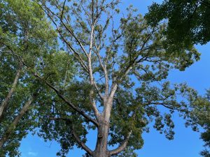 Charlotte Heritage Tree - White Oak